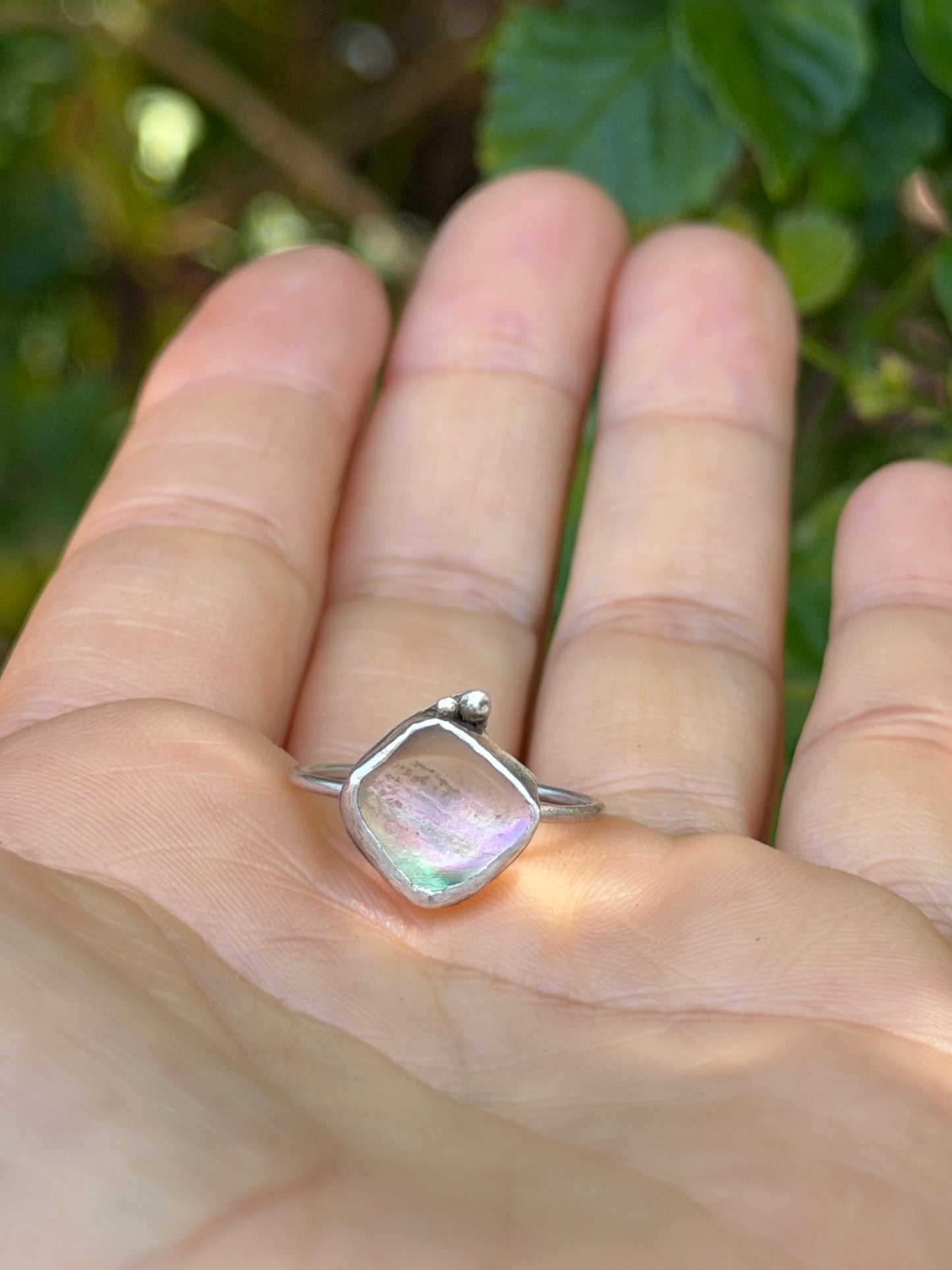 Dainty Abalone Shell