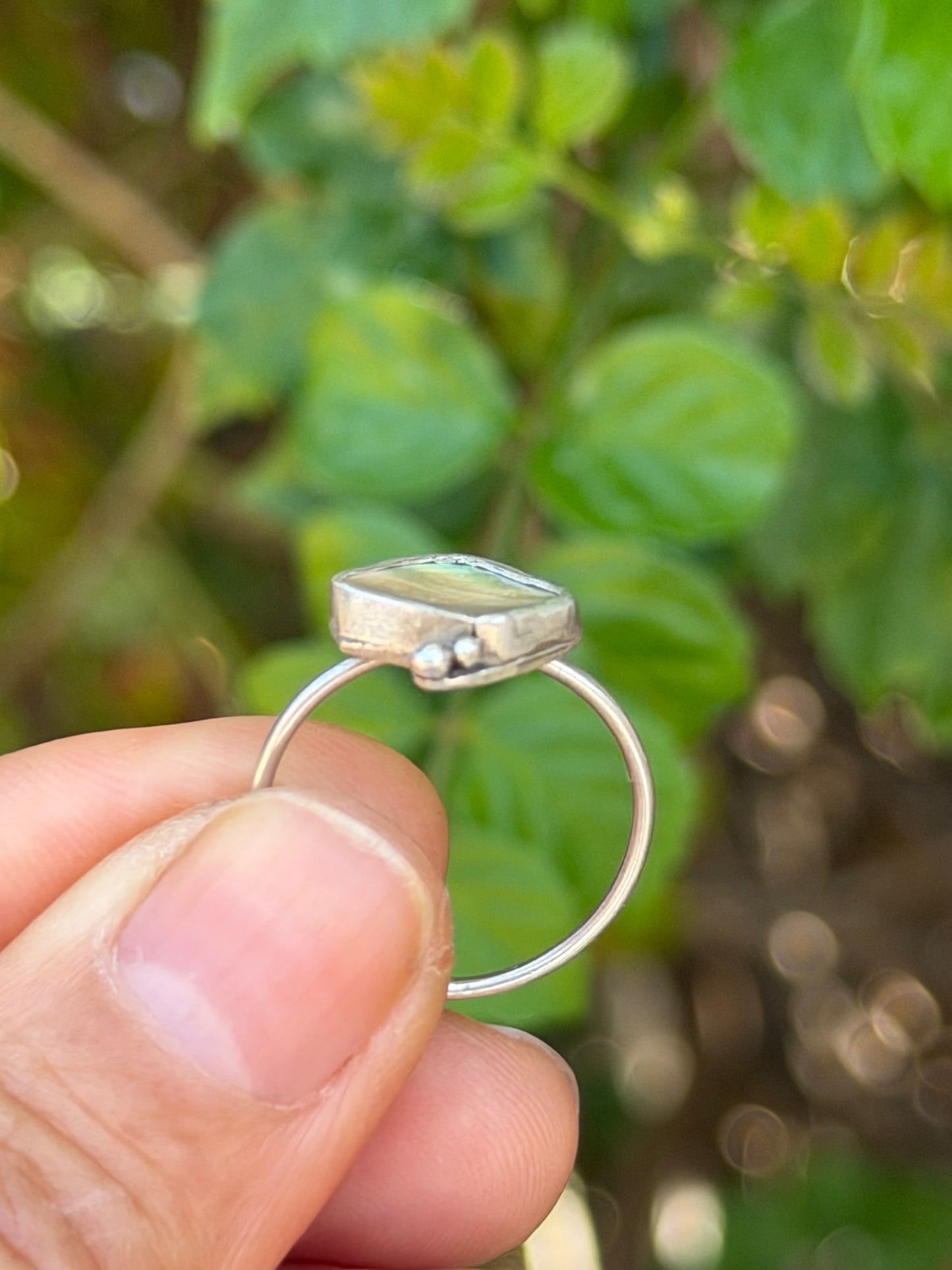 Dainty Abalone Shell
