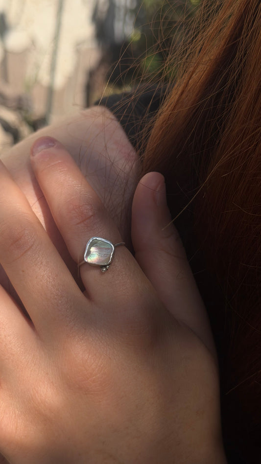 Dainty Abalone Shell
