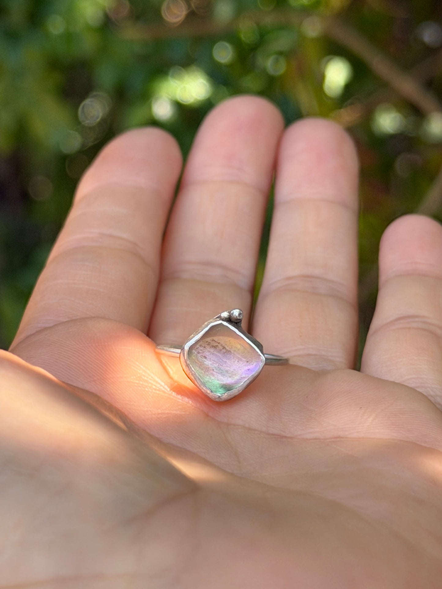 Dainty Abalone Shell