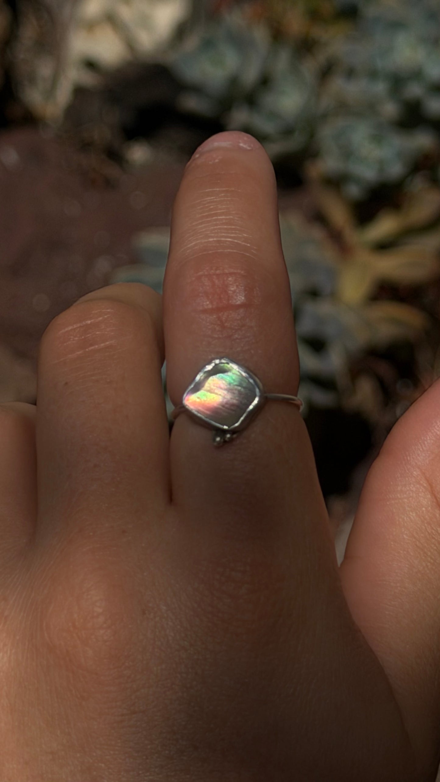 Dainty Abalone Shell